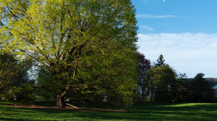 Louise Arnold Tanger Arboretum, United States